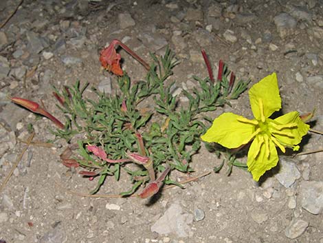 Howard's Evening Primrose (Oenothera howardii)