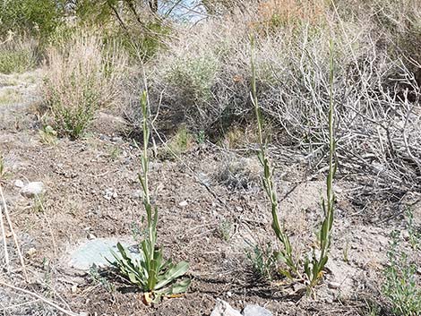 Longstem Evening Primrose (Oenothera longissima)