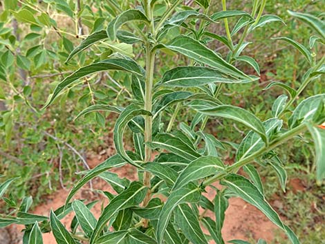 Longstem Evening Primrose (Oenothera longissima)