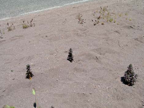 Desert Broom-rape (Orobanche cooperi)