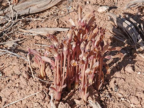 Clustered Broom-rape (Aphyllon fasciculatum)