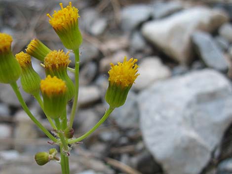 Lobeleaf Groundsel (Packera multilobata)