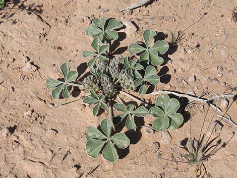 Indian breadroot (Pediomelum castoreum)