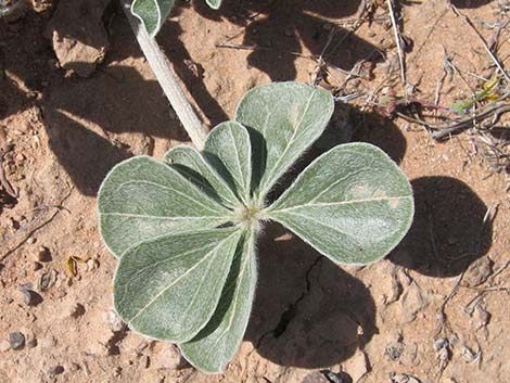 Indian breadroot (Pediomelum castoreum)