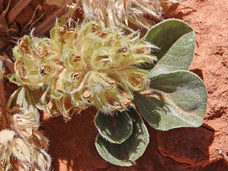 Indian breadroot (Pediomelum castoreum)