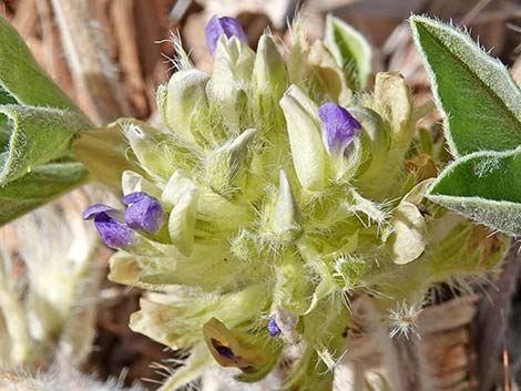 Indian breadroot (Pediomelum castoreum)