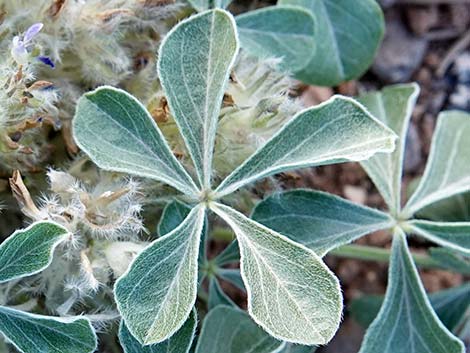 Indian breadroot (Pediomelum castoreum)