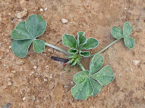 Indian breadroot (Pediomelum castoreum)