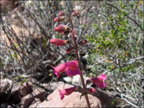 Rosy Pinto Penstemon (Penstemon bicolor var. roseus)