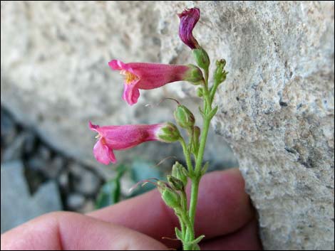 Rosy Pinto Penstemon (Penstemon bicolor var. roseus)