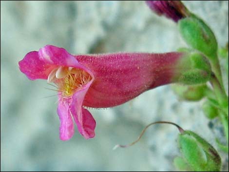 Rosy Pinto Penstemon (Penstemon bicolor var. roseus)