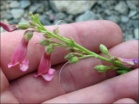 Rosy Pinto Penstemon (Penstemon bicolor var. roseus)