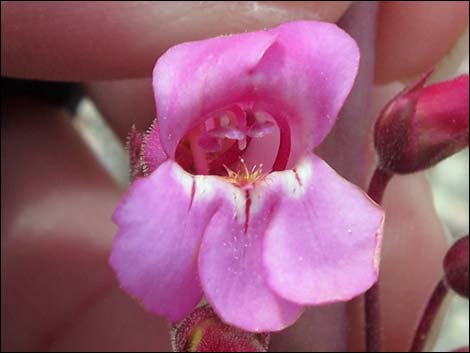 Rosy Pinto Penstemon (Penstemon bicolor var. roseus)