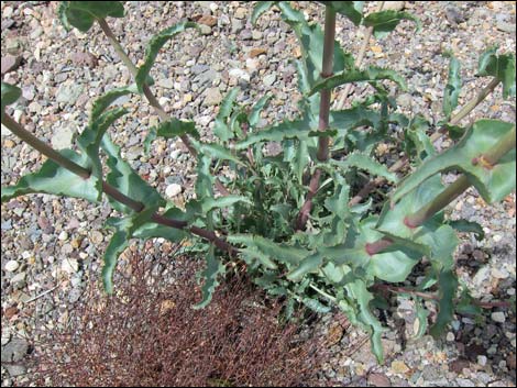 Rosy Pinto Penstemon (Penstemon bicolor var. roseus)