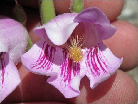 Palmer's Penstemon (Penstemon palmeri)