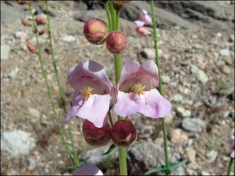 Palmer's Penstemon (Penstemon palmeri)