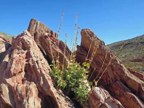 Palmer's Penstemon (Penstemon palmeri)