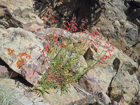 Bridge Penstemon (Penstemon rostriflorus)