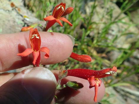 Bridge Penstemon (Penstemon rostriflorus)