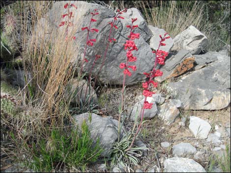 Utah Firecracker (Penstemon utahensis)