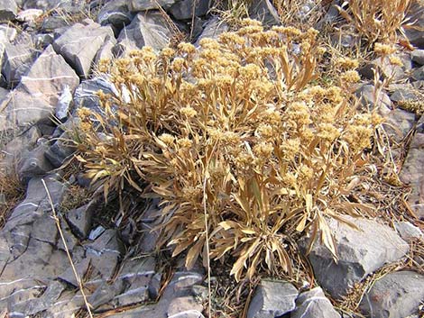 Rock Goldenrod (Petradoria pumila ssp. pumila)