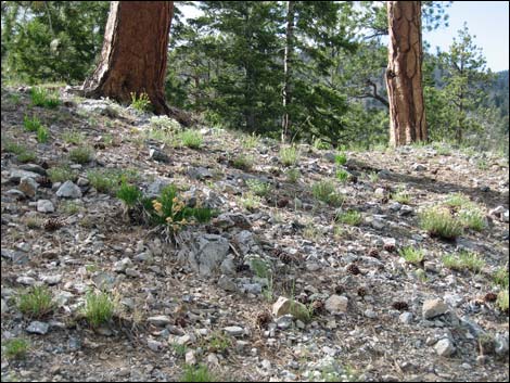 Rock Goldenrod (Petradoria pumila ssp. pumila)