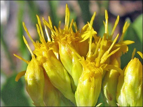 Rock Goldenrod (Petradoria pumila ssp. pumila)