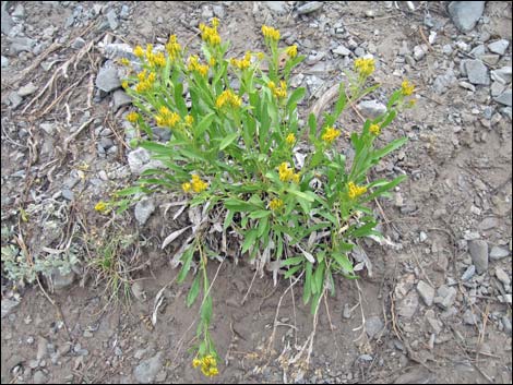 Rock Goldenrod (Petradoria pumila ssp. pumila)