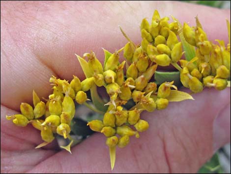 Rock Goldenrod (Petradoria pumila ssp. pumila)