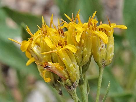 Rock Goldenrod (Petradoria pumila ssp. pumila)