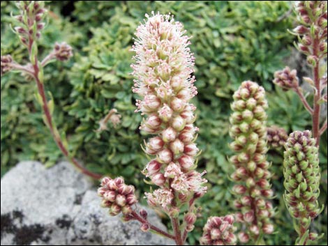 Mat Rockspirea (Petrophyton caespitosum)