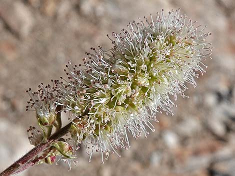 Mat Rockspirea (Petrophyton caespitosum)