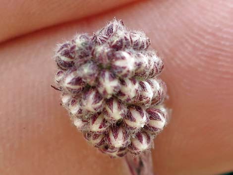 Mat Rockspirea (Petrophyton caespitosum)