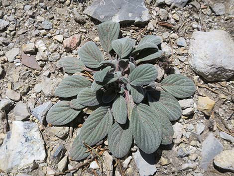 Charleston Phacelia (Phacelia hastata var. charlestonensis)