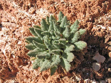 Palmer's Phacelia (Phacelia palmeri)