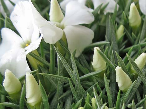 Mountain Phlox (Phlox austromontana)