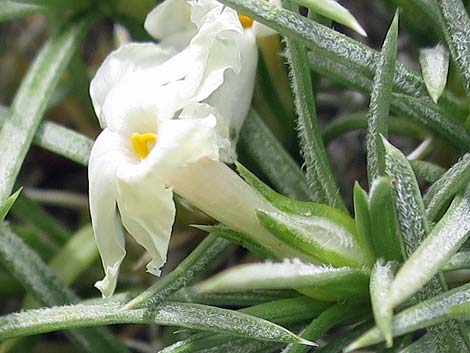 Mountain Phlox (Phlox austromontana)