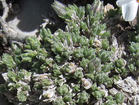 Dwarf Phlox (Phlox condensata)