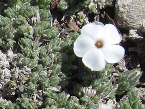 Dwarf Phlox (Phlox condensata)