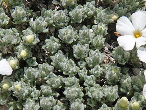 Dwarf Phlox (Phlox condensata)