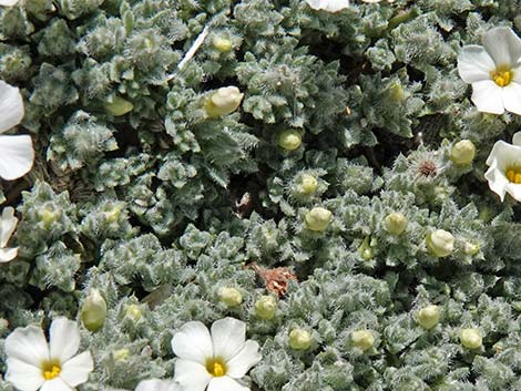 Dwarf Phlox (Phlox condensata)