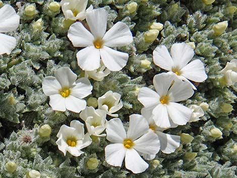 Dwarf Phlox (Phlox condensata)