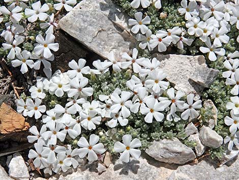 Dwarf Phlox (Phlox condensata)