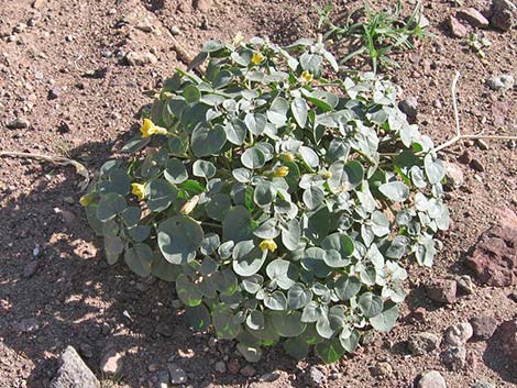 Yellow Nightshade Groundcherry (Physalis crassifolia)