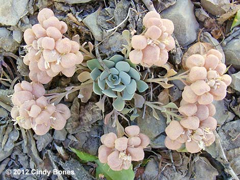 Chambers' Twinpod (Physaria chambersii)