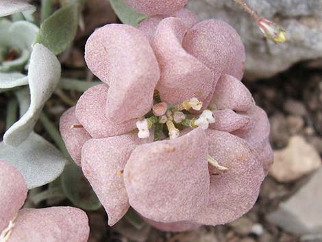 Chambers' Twinpod (Physaria chambersii)