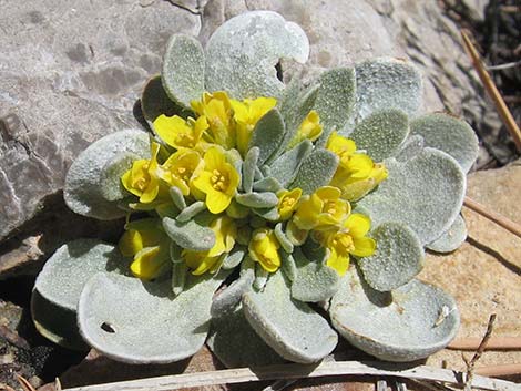 Chambers' Twinpod (Physaria chambersii)