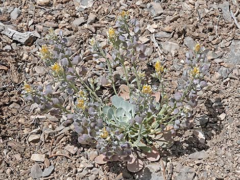 Chambers' Twinpod (Physaria chambersii)