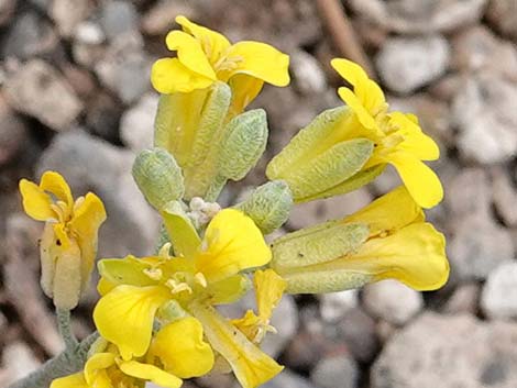 Chambers' Twinpod (Physaria chambersii)