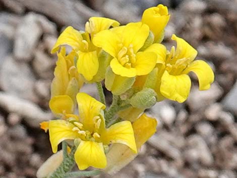 Chambers' Twinpod (Physaria chambersii)